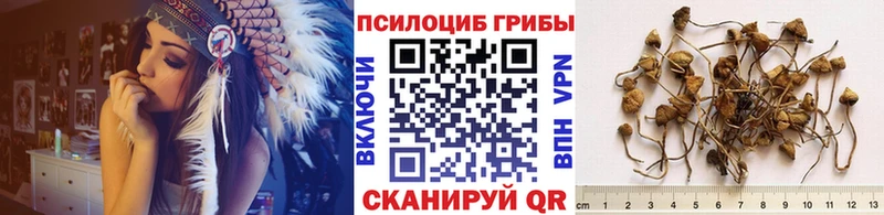 купить Рыльск Галлюциногенные грибы Psilocybe